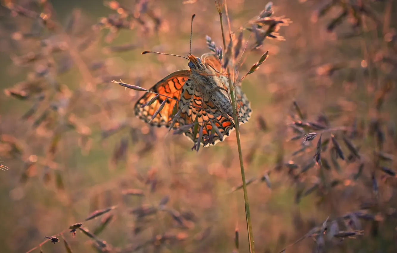 Photo wallpaper grass, butterfly, insect, Gerchev Nikolay