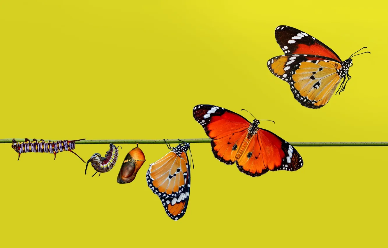 Photo wallpaper Butterfly, Caterpillar, Insect, Butterfly, Transformation, Caterpillar, Doll, Transformation