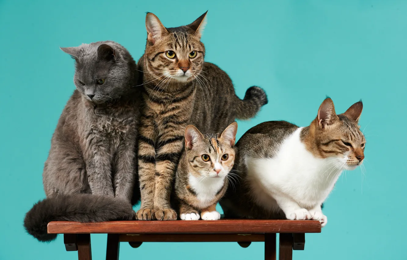 Photo wallpaper cats, background, company