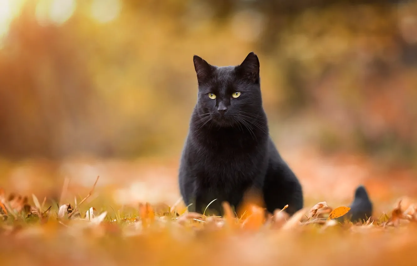 Photo wallpaper autumn, cat, cat, look, leaves, orange, nature, pose