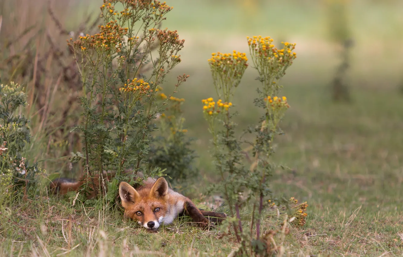 Photo wallpaper summer, nature, Fox