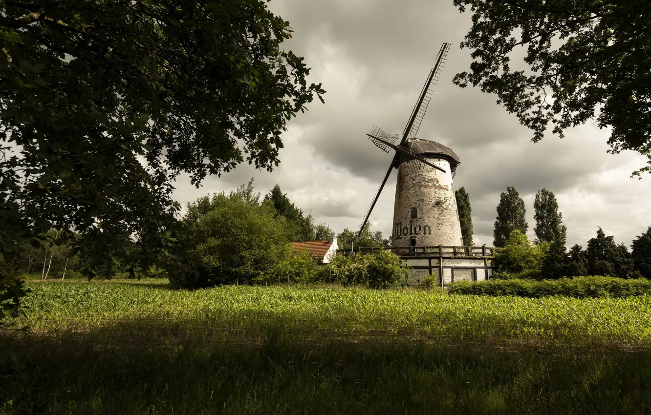 Photo wallpaper field, summer, mill