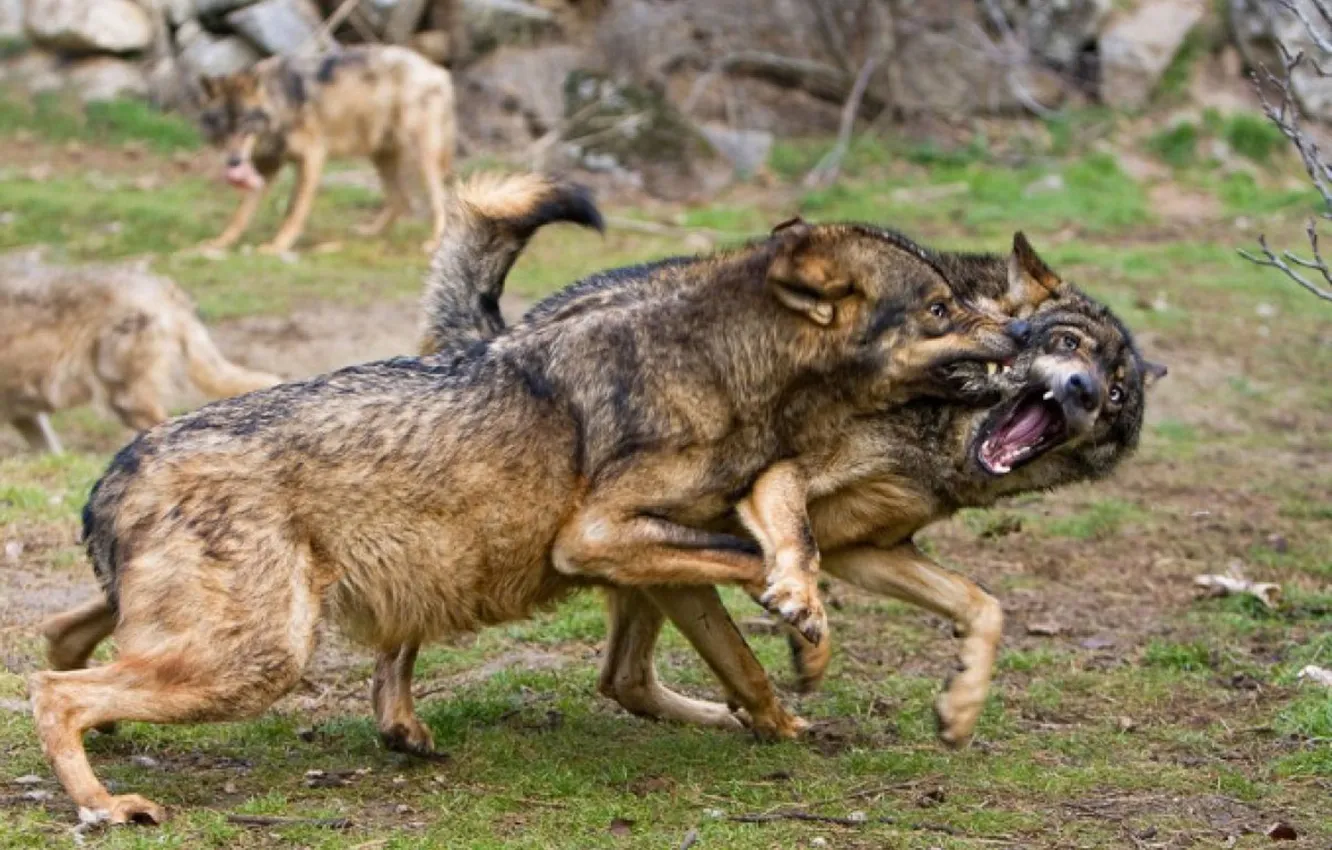 Photo wallpaper nature, Gray Wolf, face, animal, wolf, canis lupus, wildlife, head