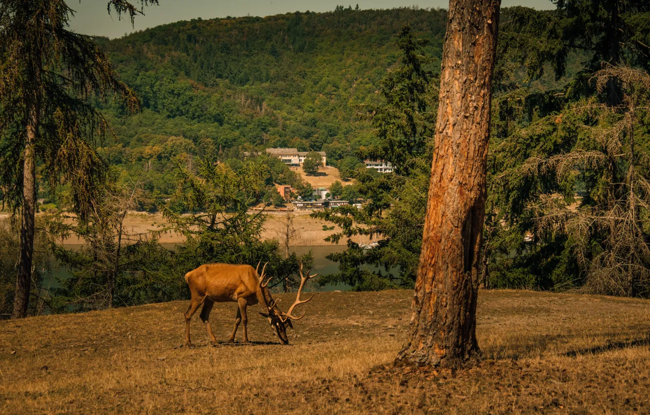 Photo wallpaper forest, trees, mountains, branches, shore, home, deer, ate