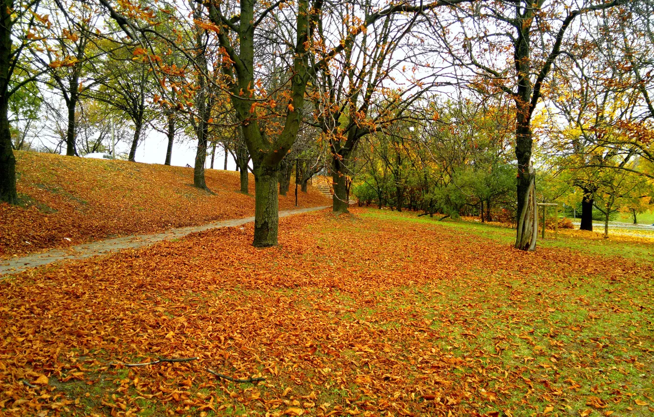 Photo wallpaper Autumn, Trail, Park, Fall, Foliage, Park, Autumn, Colors