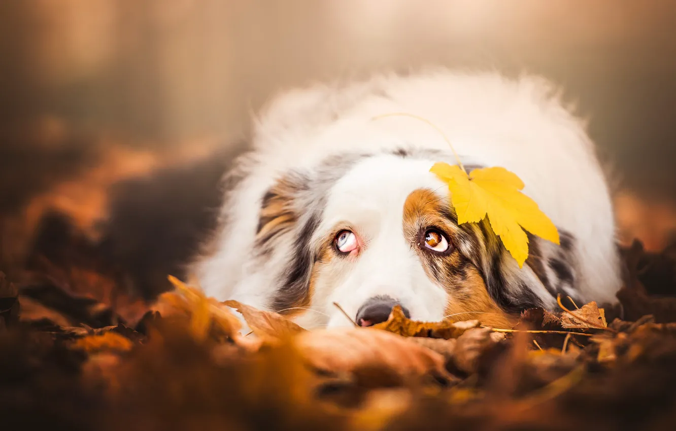 Photo wallpaper autumn, look, face, leaves, yellow, nature, pose, sheet