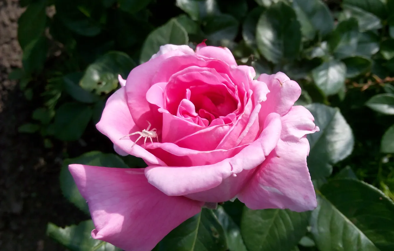 Photo wallpaper flowers, roses, spider