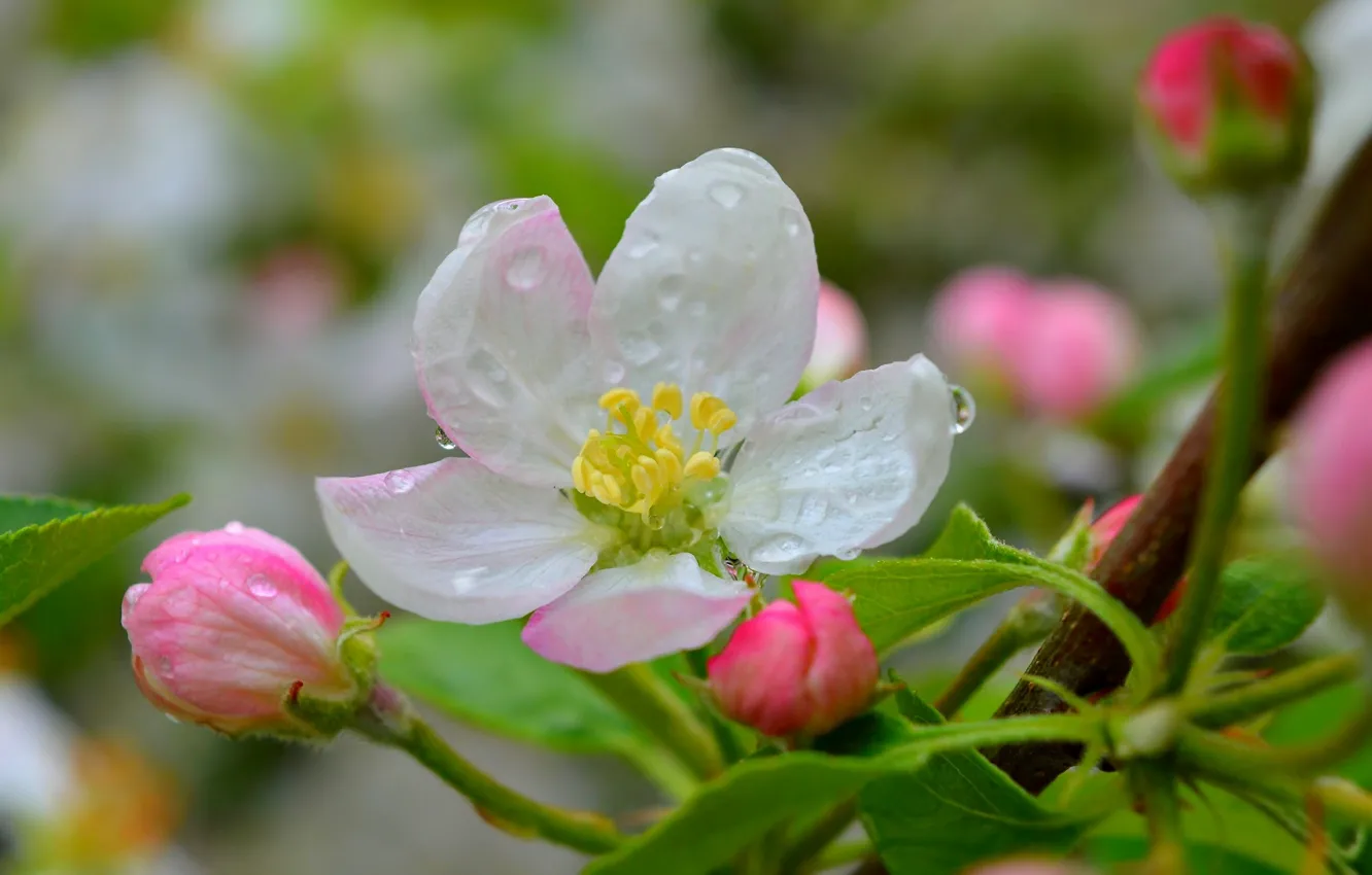 Photo wallpaper spring, flowers, flower, spring, raindrops, Rain drops