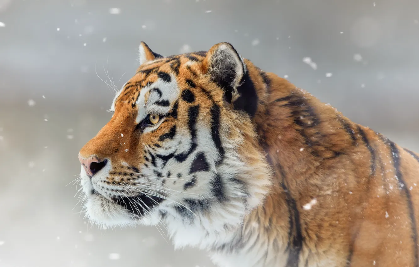 Photo wallpaper face, snow, tiger, portrait, profile, wild cat