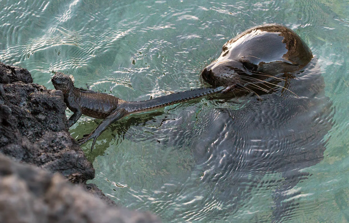 Photo wallpaper look, water, stones, seal, predator, lizard, bathing, tail