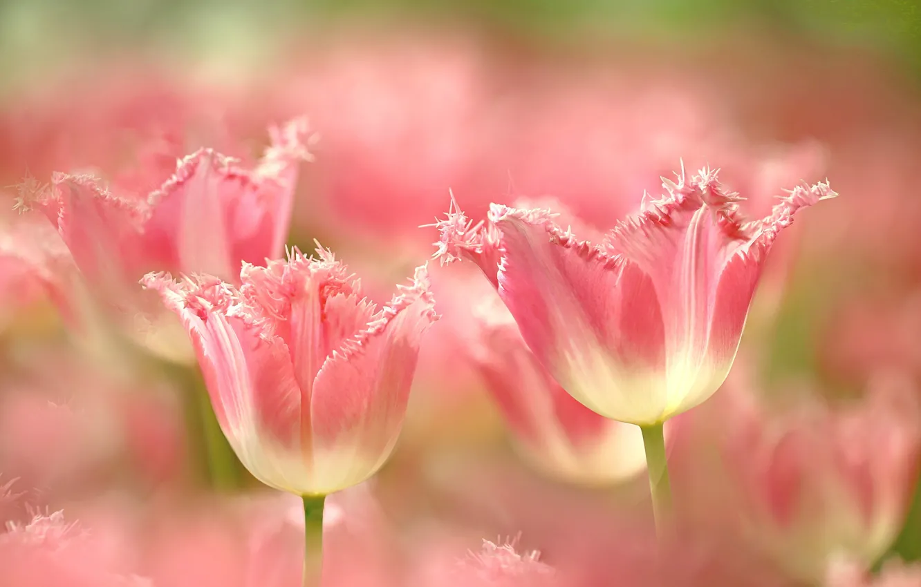 Photo wallpaper petals, tulips, fringe