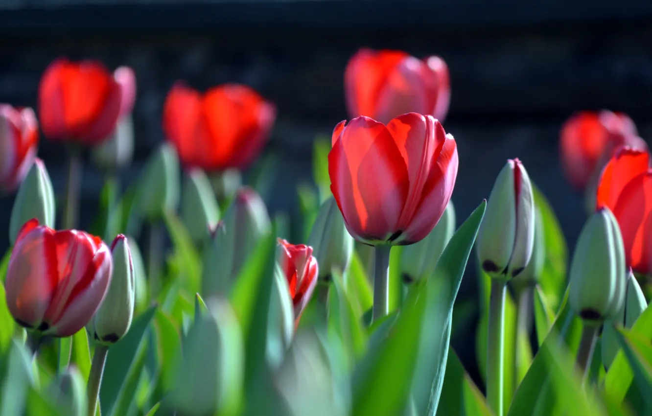 Photo wallpaper spring, tulips, buds