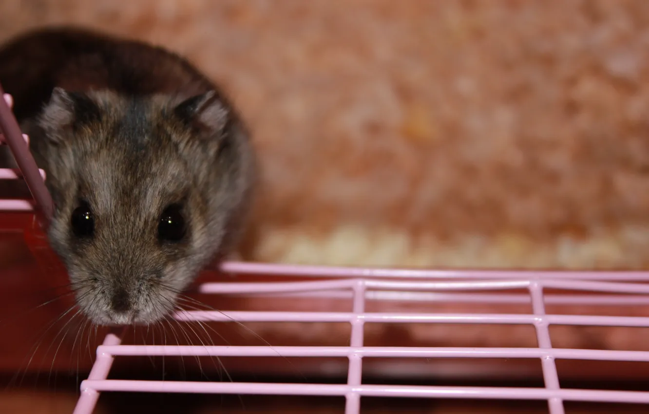 Photo wallpaper mustache, animal, legs, cell, hamster, grille, muzzle, sawdust