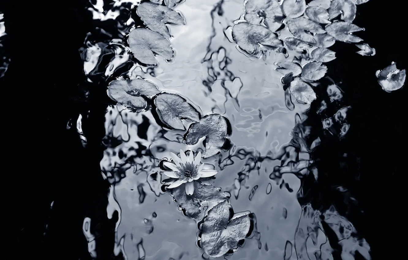Photo wallpaper BACKGROUND, WATER, LEAVES, LILY, Black and WHITE