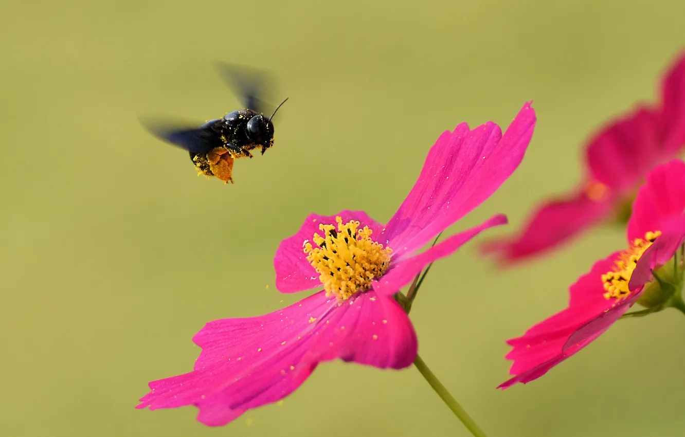 Photo wallpaper flower, nature, petals, insect