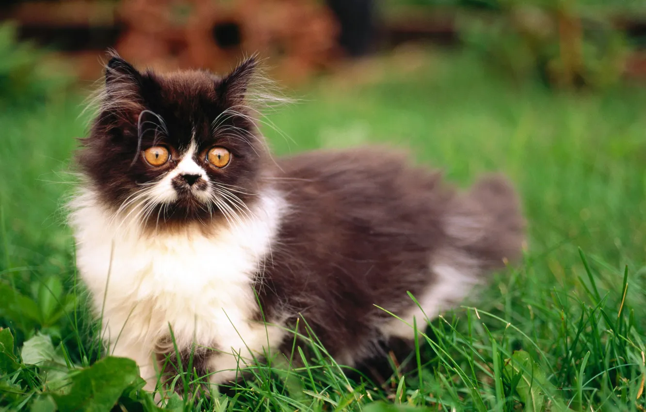 Photo wallpaper grass, cat, lawn