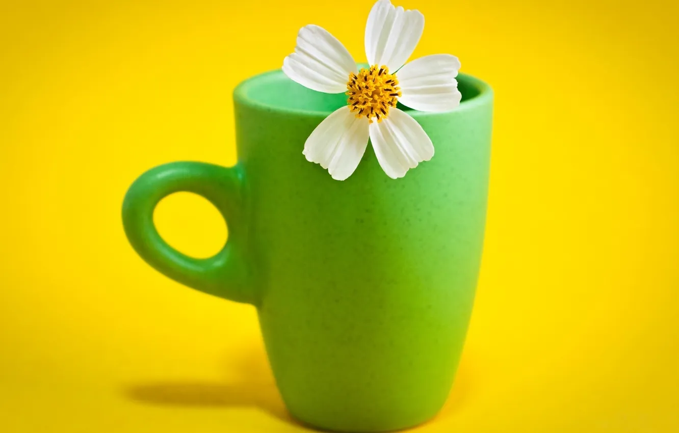 Photo wallpaper flowers, mood, mug, kosmeya