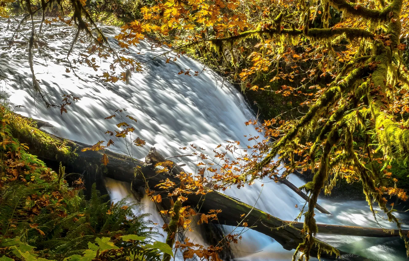 Photo wallpaper autumn, forest, trees, river, stream