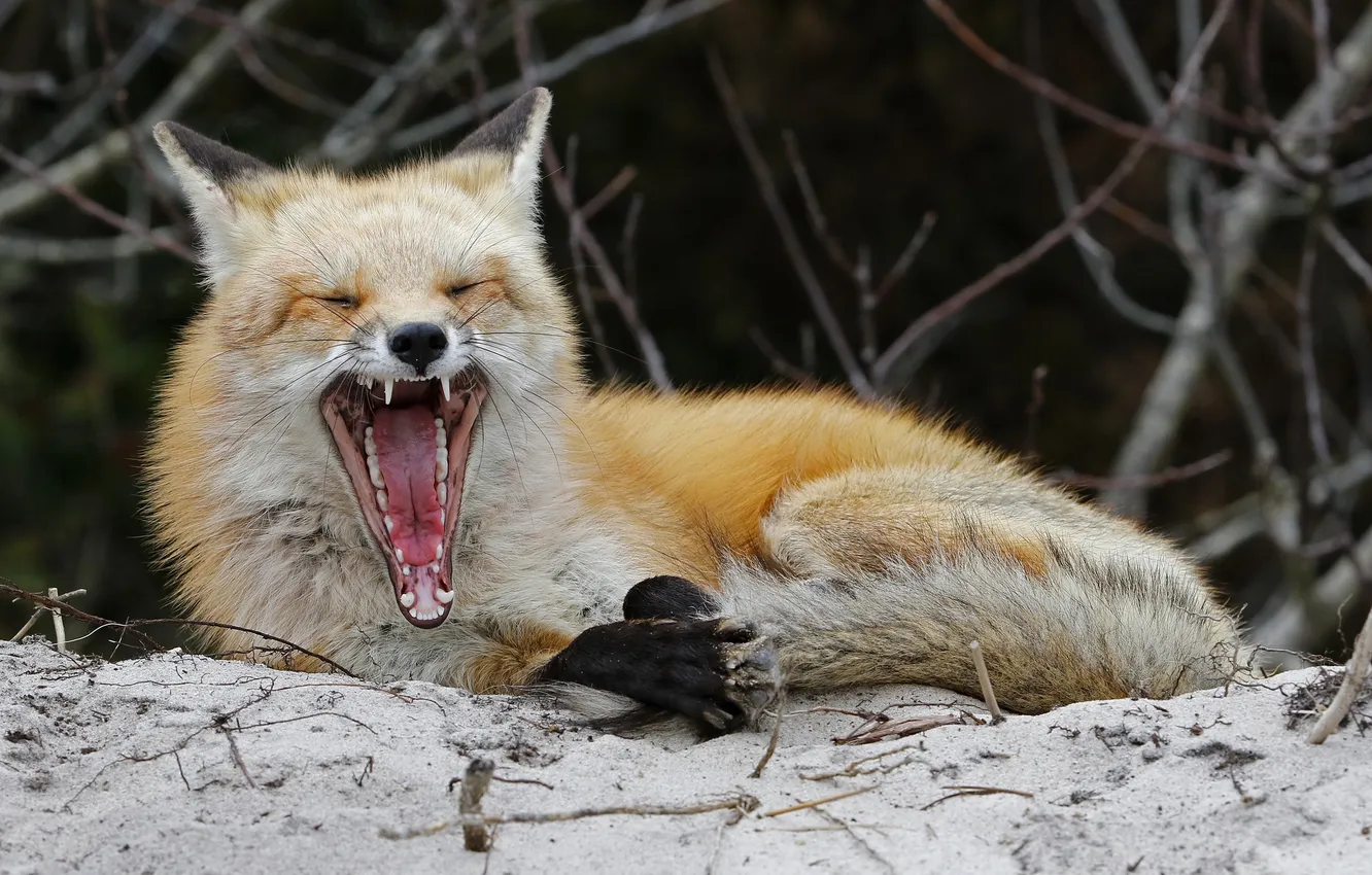 Photo wallpaper nature, mouth, Fox