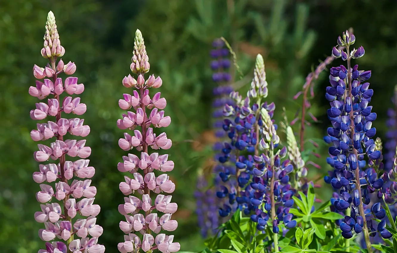 Photo wallpaper purple, flowers, pink, flowering, lupins