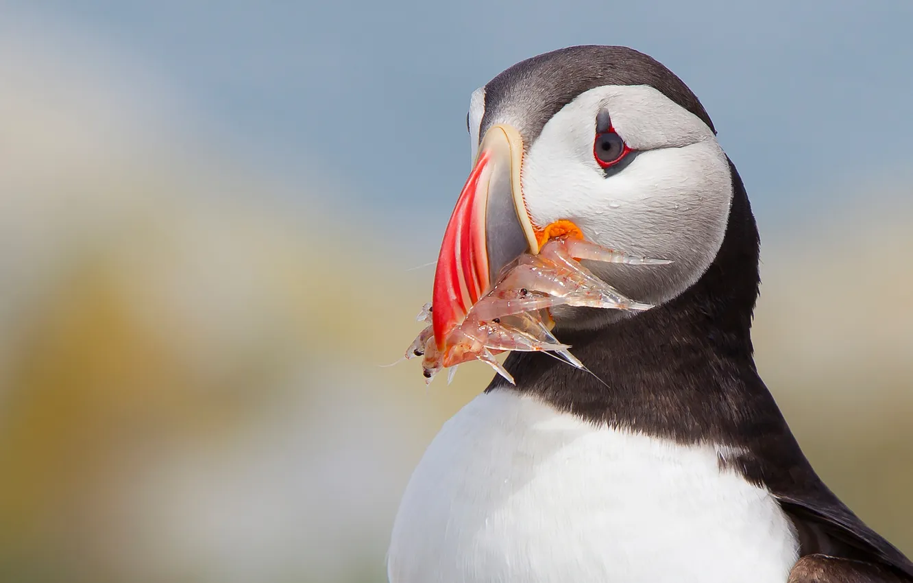 Photo wallpaper background, bird, fish, Atlantic puffin, Fratercula arctica, Puffin, catch