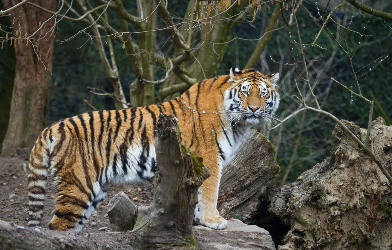 Photo wallpaper cat, look, tiger, Amur