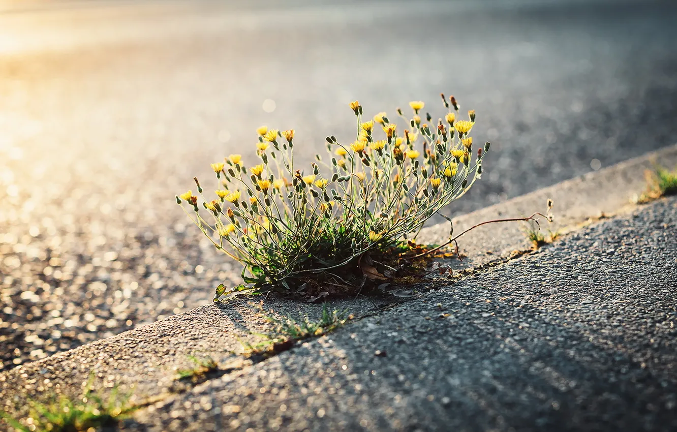 Photo wallpaper grass, nature, street