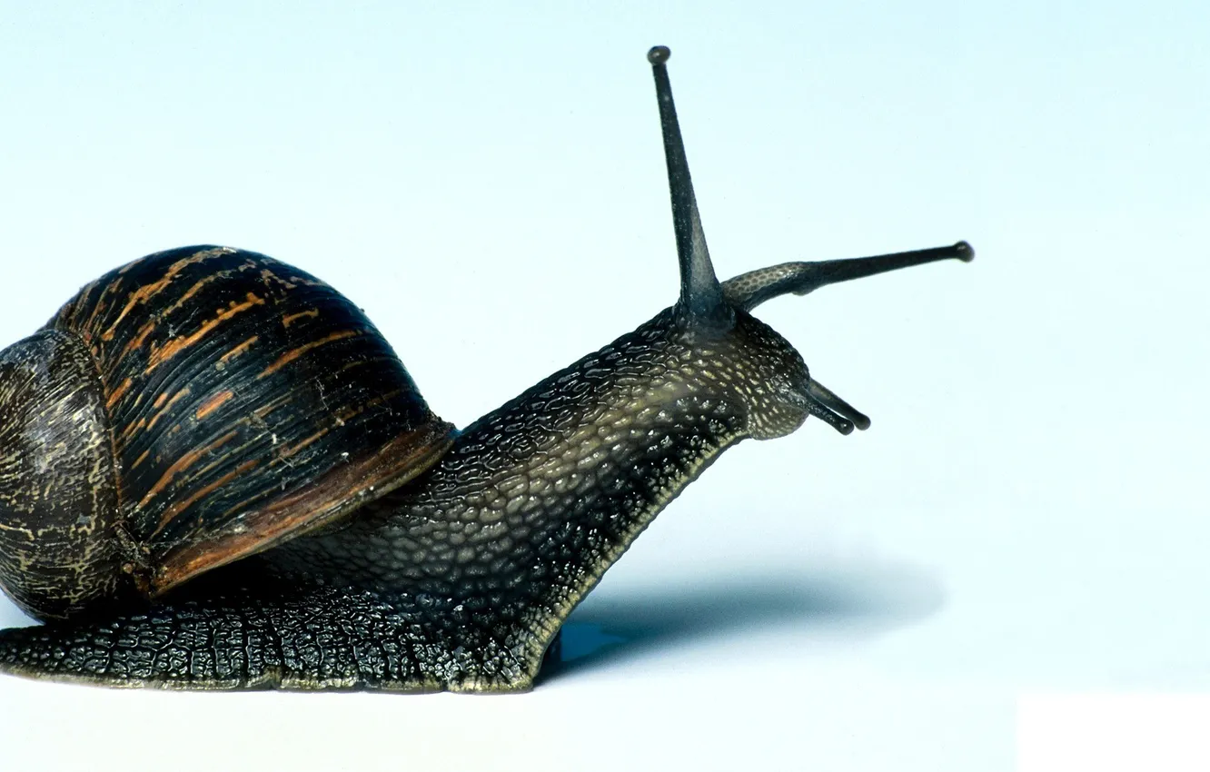 Photo wallpaper white, background, snail, sink, horn, mucus, spiral, shellfish