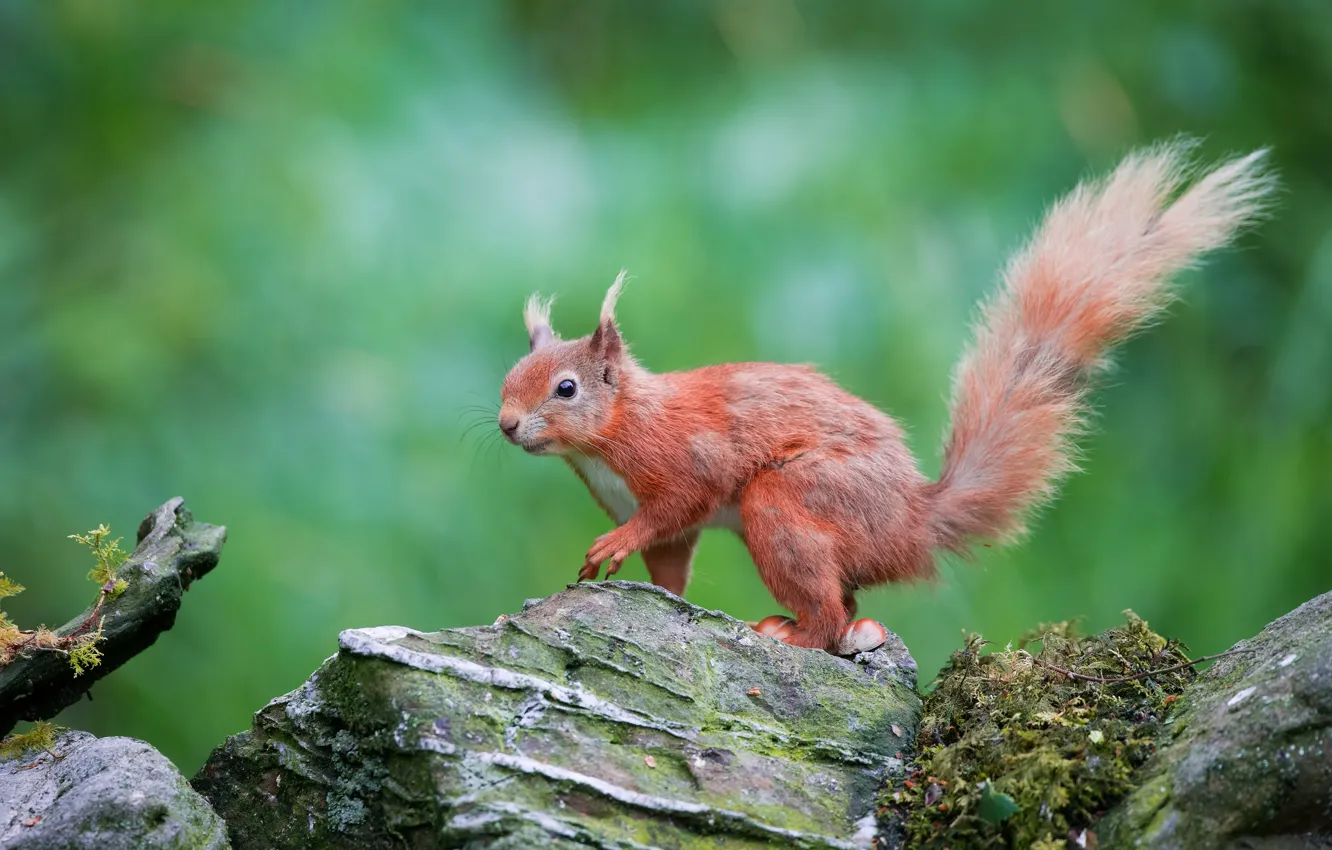 Photo wallpaper green, stones, background, protein, red, wildlife, squirrel, rodent