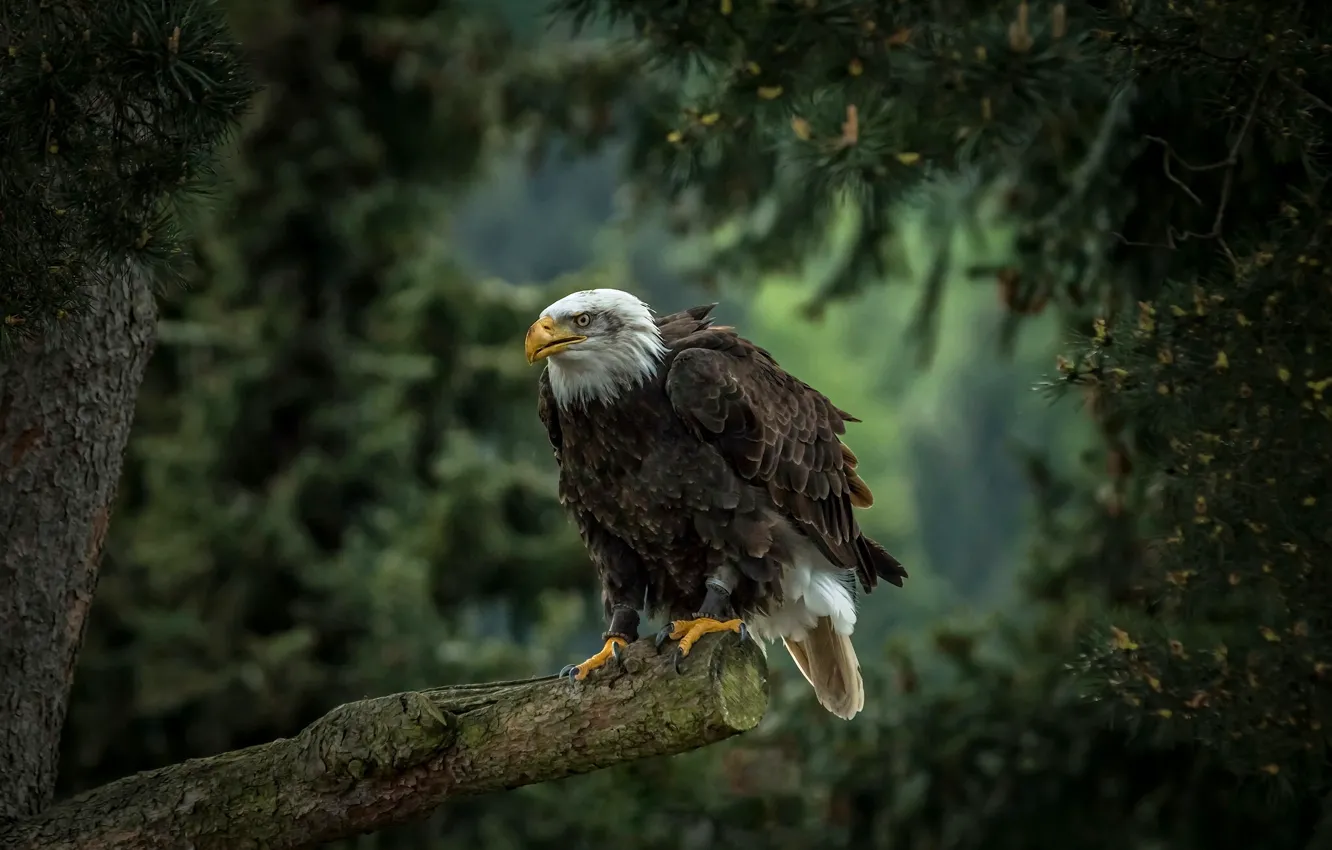 Photo wallpaper tree, bird, predator, pine, hawk, Bald eagle