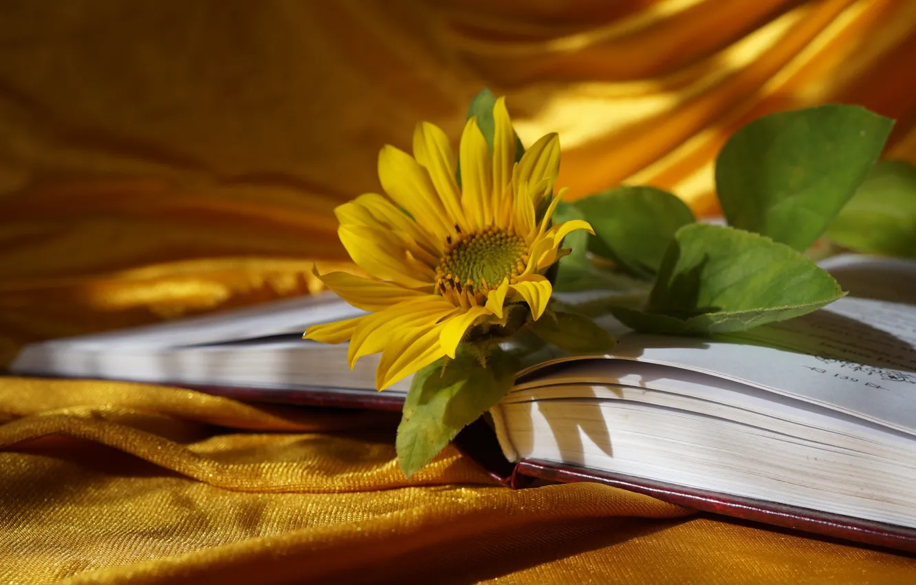 Photo wallpaper flower, yellow, book, blooming