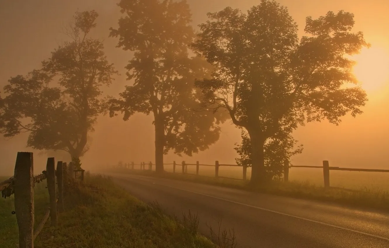 Photo wallpaper road, field, trees, fog