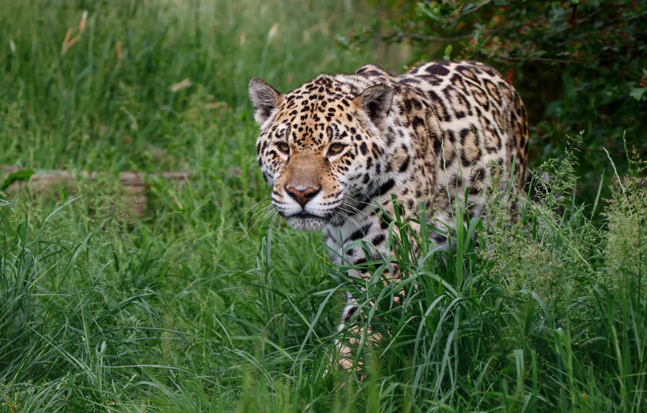 Photo wallpaper grass, face, glade, Jaguar, sneaks