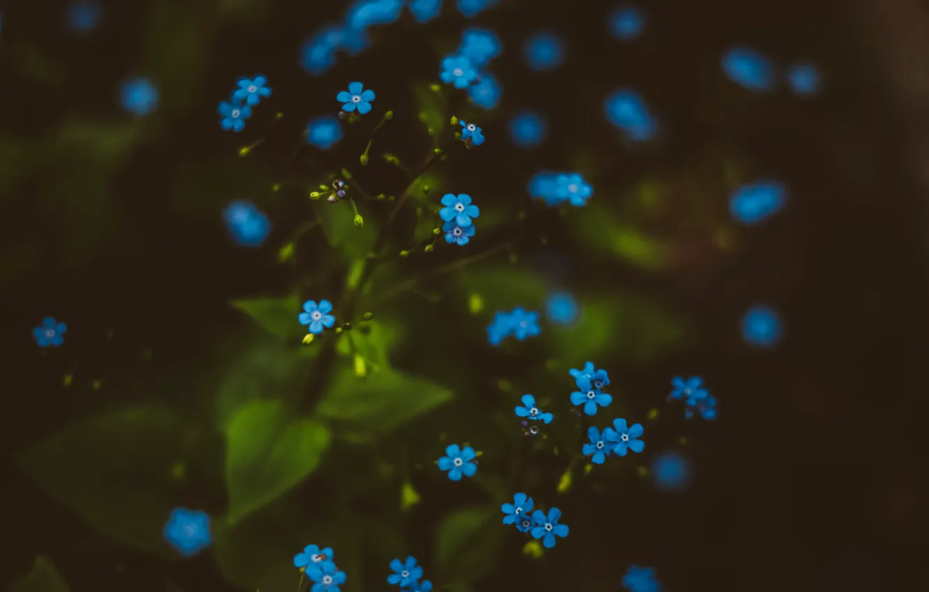 Photo wallpaper macro, forget-me-nots, Irina Joanne