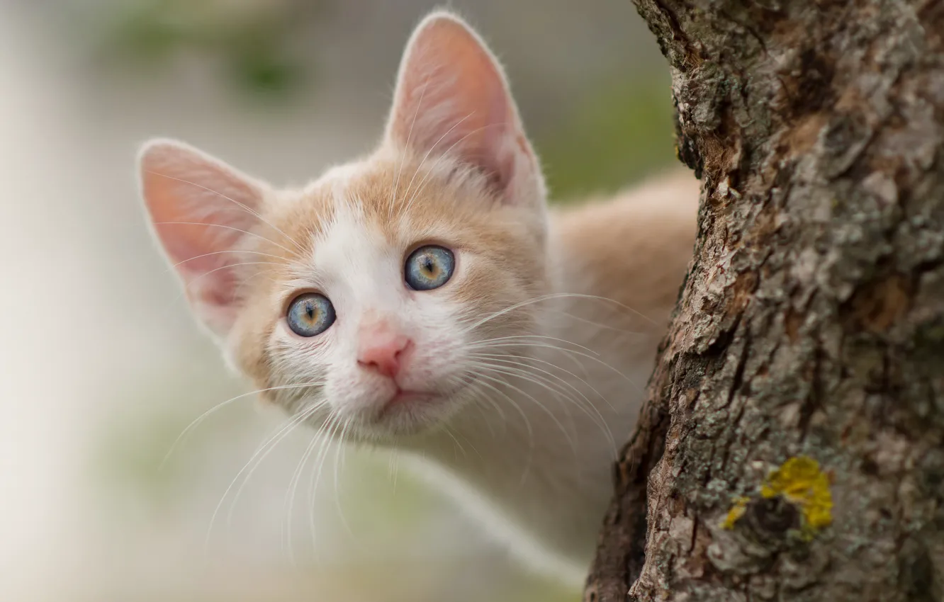 Photo wallpaper look, trees, muzzle, kitty, curious