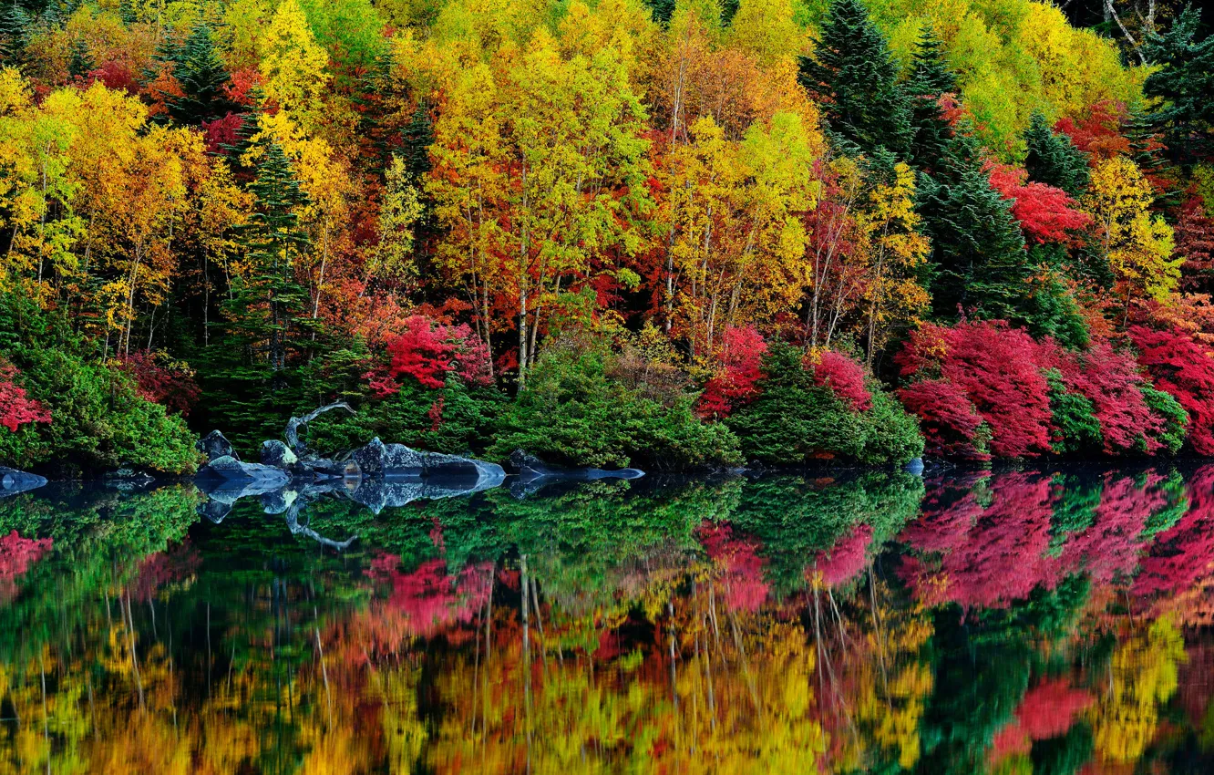 Photo wallpaper autumn, forest, leaves, trees, river, the bushes, the crimson