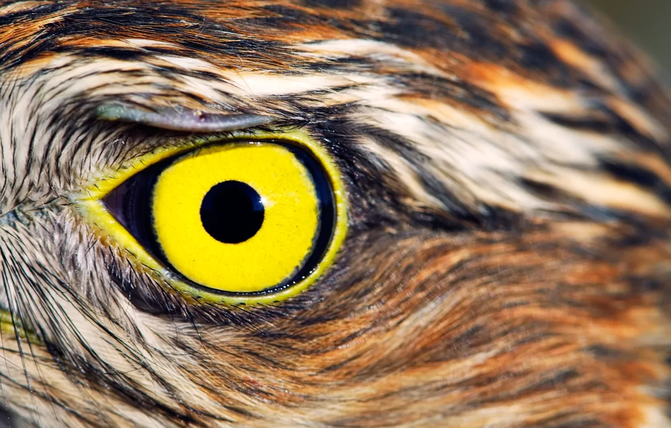 Photo wallpaper yellow, feathers, Owl, eye