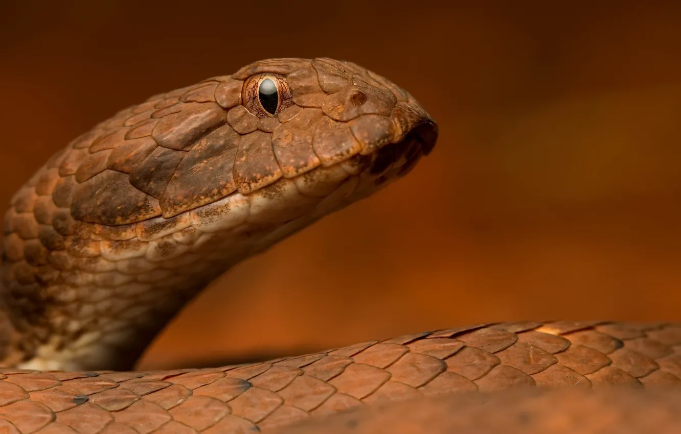 Photo wallpaper nature, snake, Pilbara death adder, Acanthophis wellsi