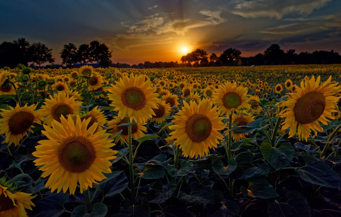 Photo wallpaper field, summer, trees, sunflowers, sunset, flowers, the evening, solche