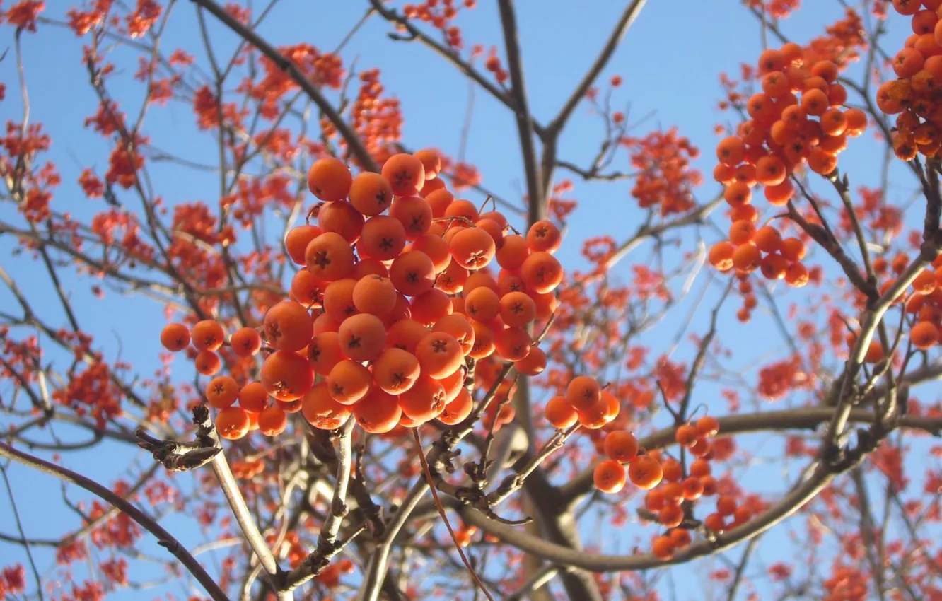 Photo wallpaper winter, Rowan, December