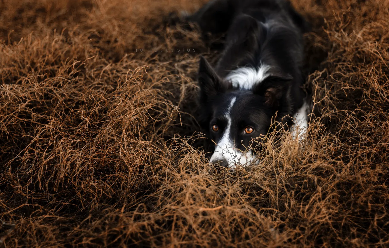 Photo wallpaper look, nature, dog