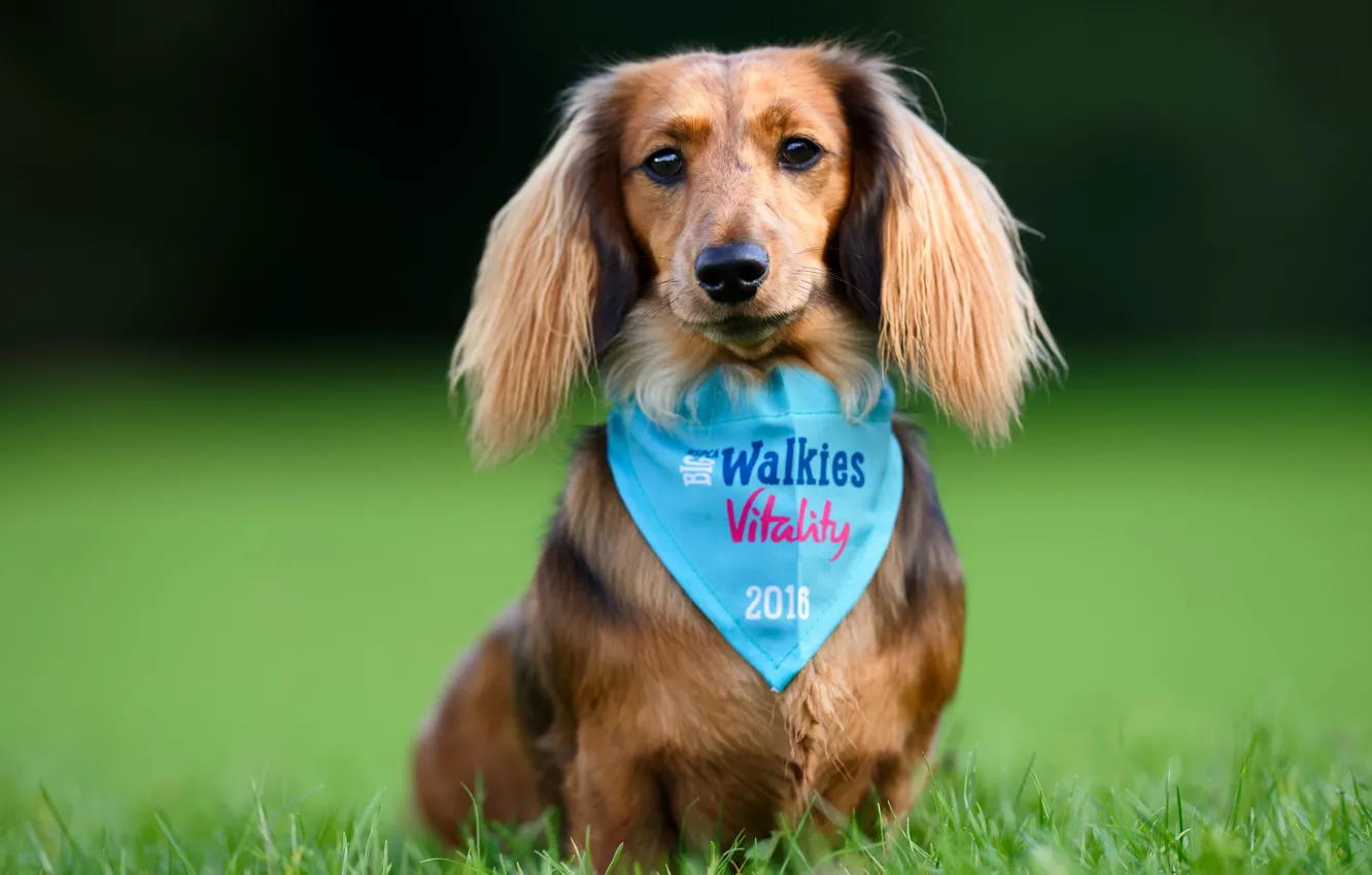 Photo wallpaper grass, look, dog, posing, Dachshund