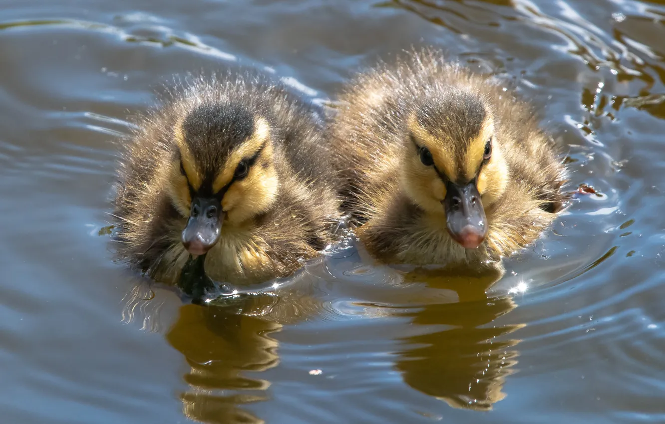 Photo wallpaper water, a couple, Duo, ducklings, Chicks, small