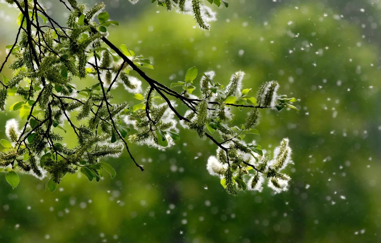 Photo wallpaper branches, spring, flowering, Verba, bokeh