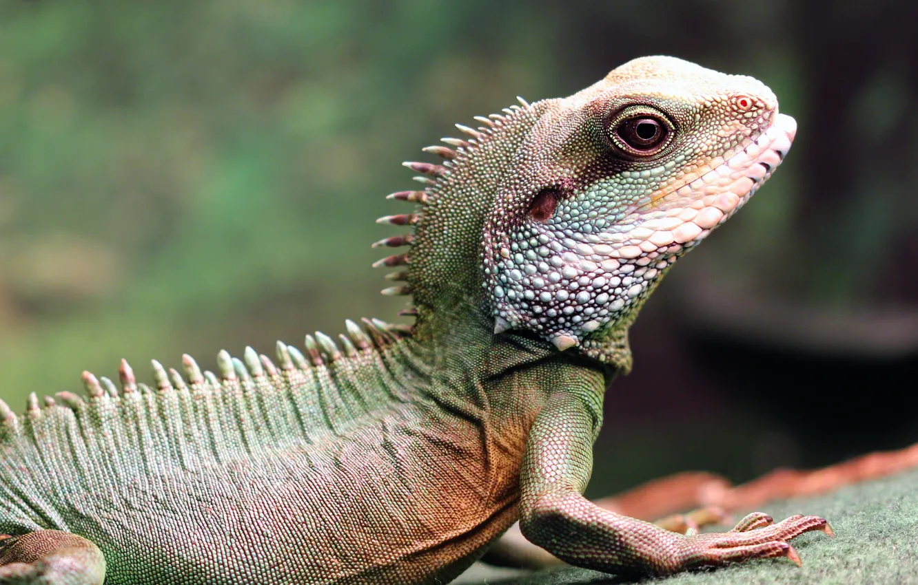 Photo wallpaper look, face, pose, background, legs, lizard, profile, Agama