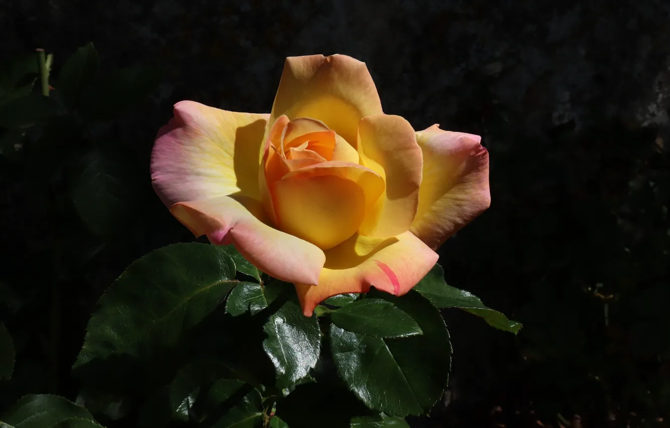 Photo wallpaper the dark background, yellow rose, the leaves of roses