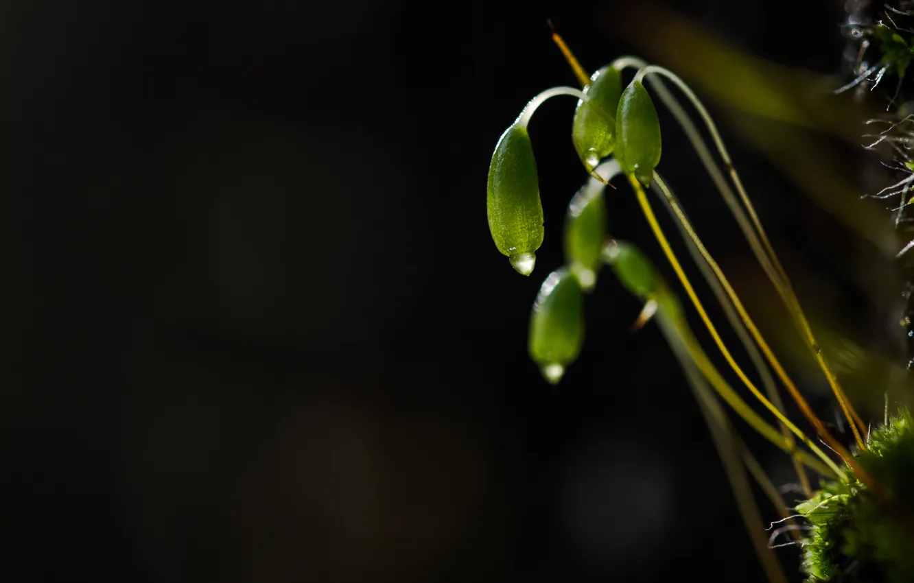 Photo wallpaper macro, flowers, nature