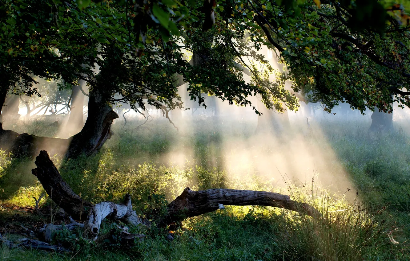 Photo wallpaper forest, grass, leaves, the sun, rays, light, trees, landscape