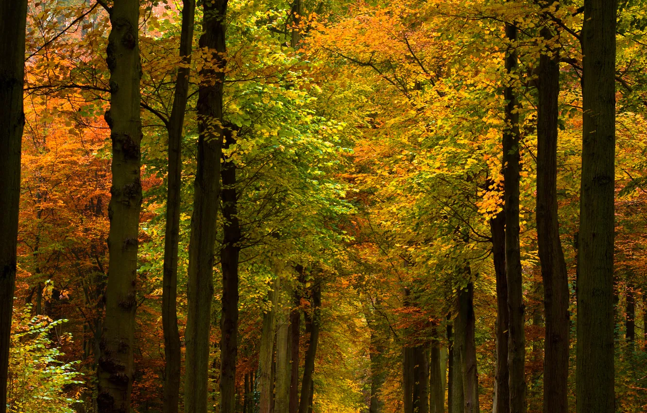 Photo wallpaper autumn, forest, trees, nature, photo, parks, autumn Wallpaper