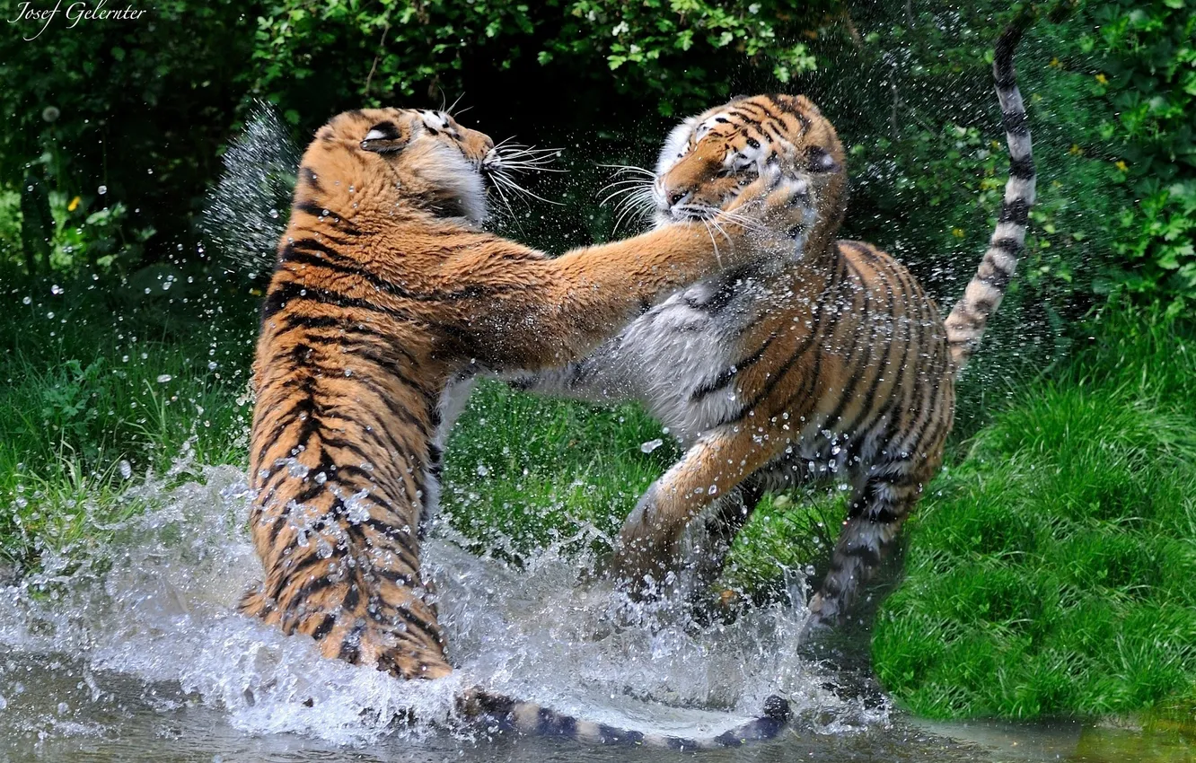 Photo wallpaper squirt, tiger, predator, fight, pair, wild cats, pond